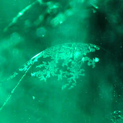 Restant Öl Dendritisch in Kolumbianischer Smaragd